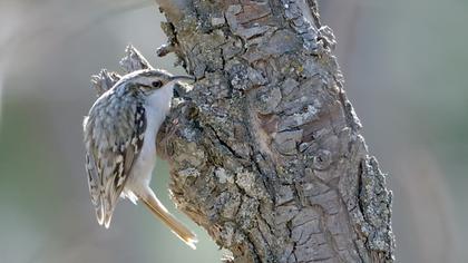 Orman tırmaşıkkuşu