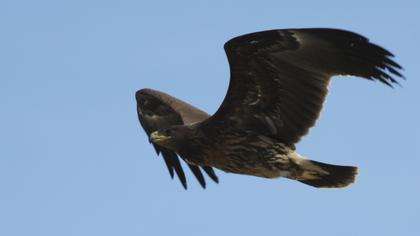 Büyük orman kartalı