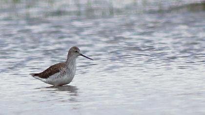 Bataklık düdükçünü