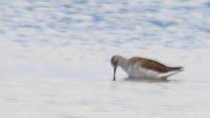 Bataklık düdükçünü