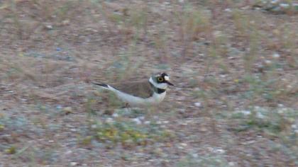 Halkalı küçük cılıbıt