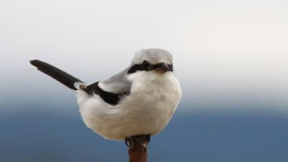 Büyük örümcekkuşu