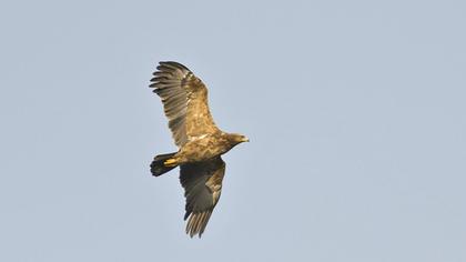 Küçük orman kartalı