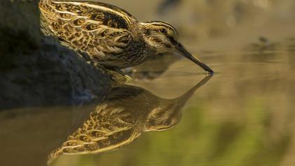 Küçük suçulluğu