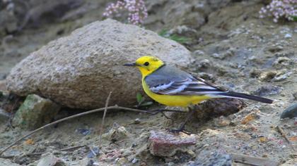 Sarıbaşlı kuyruksallayan