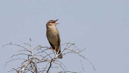 Büyük kamışçın