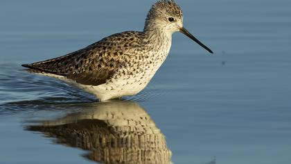 Bataklık düdükçünü