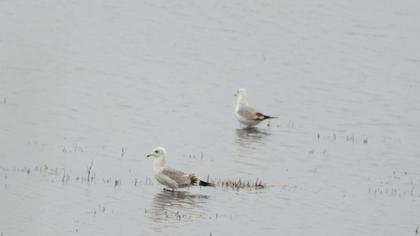 Küçük gümüş martı