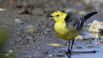 Sarıbaşlı kuyruksallayan