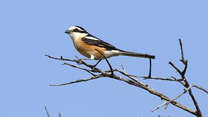 Maskeli örümcekkuşu