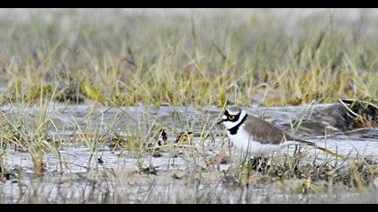 Halkalı küçük cılıbıt