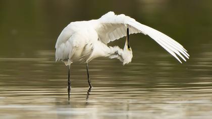 Küçük ak balıkçıl