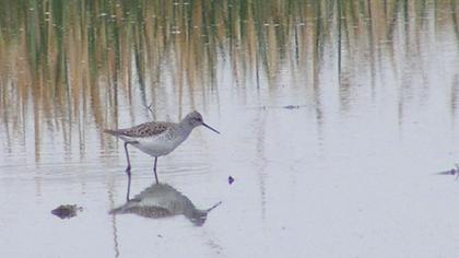 Bataklık düdükçünü