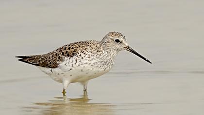 Bataklık düdükçünü