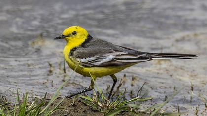 Sarıbaşlı kuyruksallayan