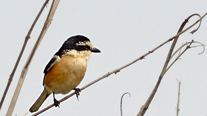 Maskeli örümcekkuşu