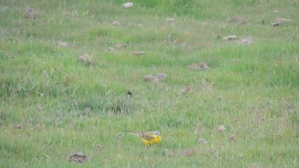 Sarı kuyruksallayan