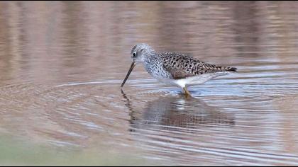 Bataklık düdükçünü