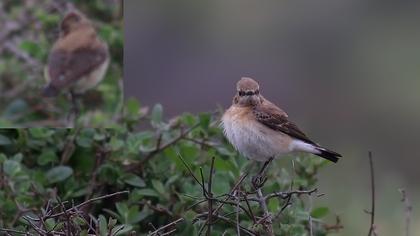 Karakulaklı kuyrukkakan