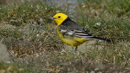 Sarıbaşlı kuyruksallayan