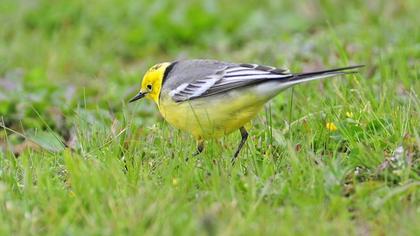 Sarıbaşlı kuyruksallayan