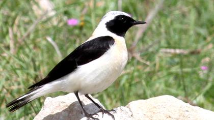 Karakulaklı kuyrukkakan