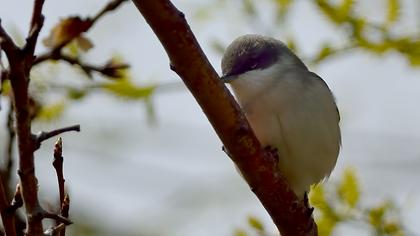 Küçük akgerdanlı ötleğen