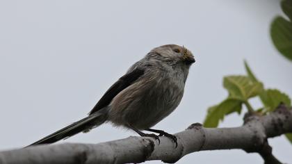 Uzunkuyruklu baştankara
