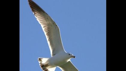 Van gölü martısı