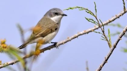 Küçük akgerdanlı ötleğen