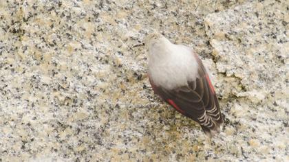 Duvar tırmaşıkkuşu