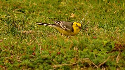 Sarıbaşlı kuyruksallayan