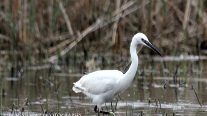 Küçük ak balıkçıl