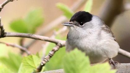 Karabaşlı ötleğen