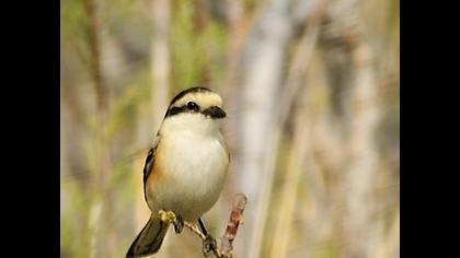 Maskeli örümcekkuşu