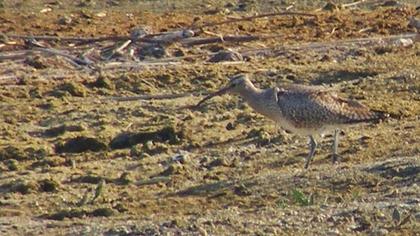 Sürmeli kervançulluğu