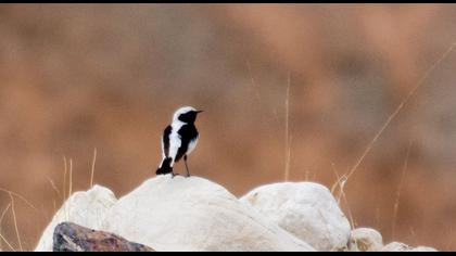 Aksırtlı kuyrukkakan