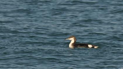 Karagerdanlı dalgıç