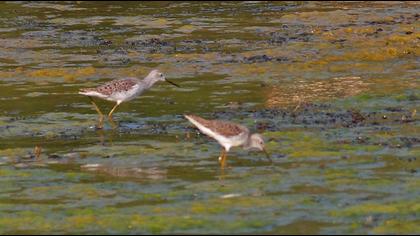 Bataklık düdükçünü