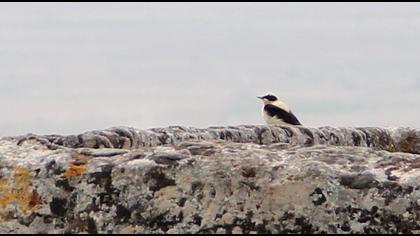 Karakulaklı kuyrukkakan