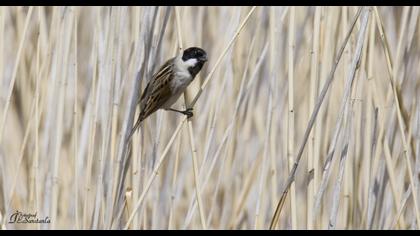 Bataklık Kirazkuşu