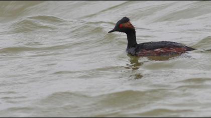 Karaboyunlu batağan
