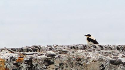 Karakulaklı kuyrukkakan