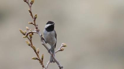 Akyanaklı baştankara