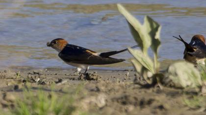 Kızıl kırlangıç