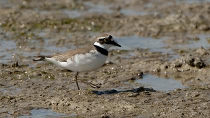Halkalı küçük cılıbıt