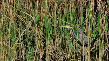 Erguvani balıkçıl