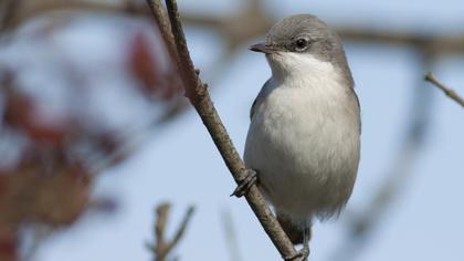 Küçük akgerdanlı ötleğen