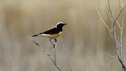 Kıbrıs kuyrukkakanı