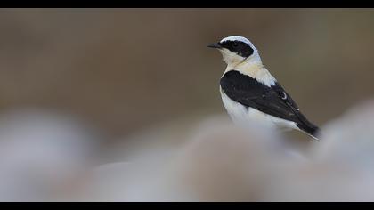 Karakulaklı kuyrukkakan